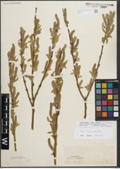 Foto von Salix triandra L. x Salix viminalis L.